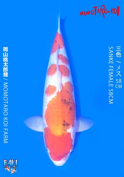 MOMOTARO SANKE 58cm