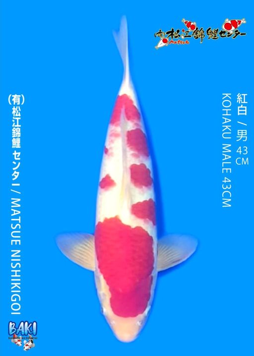 MATZUE KOHAKU 43cm