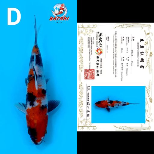 SHOWA SAKAI 20cm
