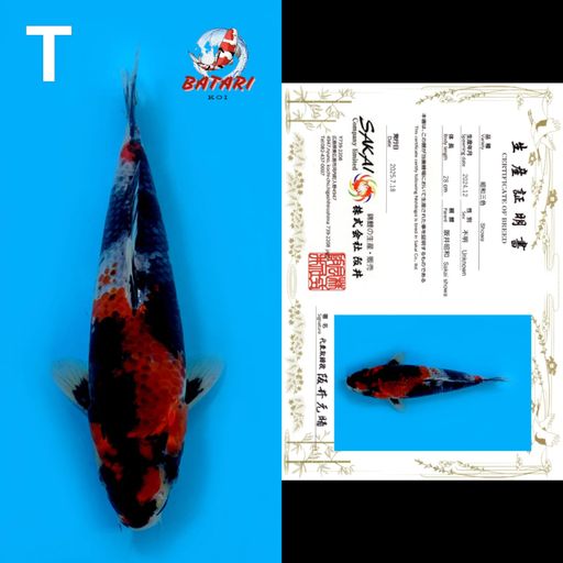 SHOWA SAKAI 28cm