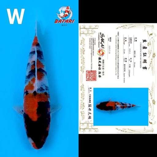 SHOWA SAKAI 20cm