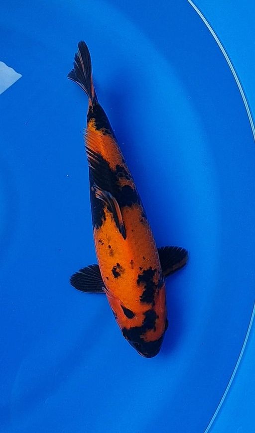 HQ HI UTSURI FULL TEMBUS PERUT 31cm