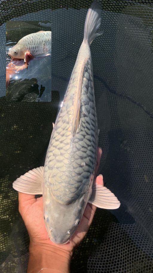 ARAGOKE SORAGOI 38cm