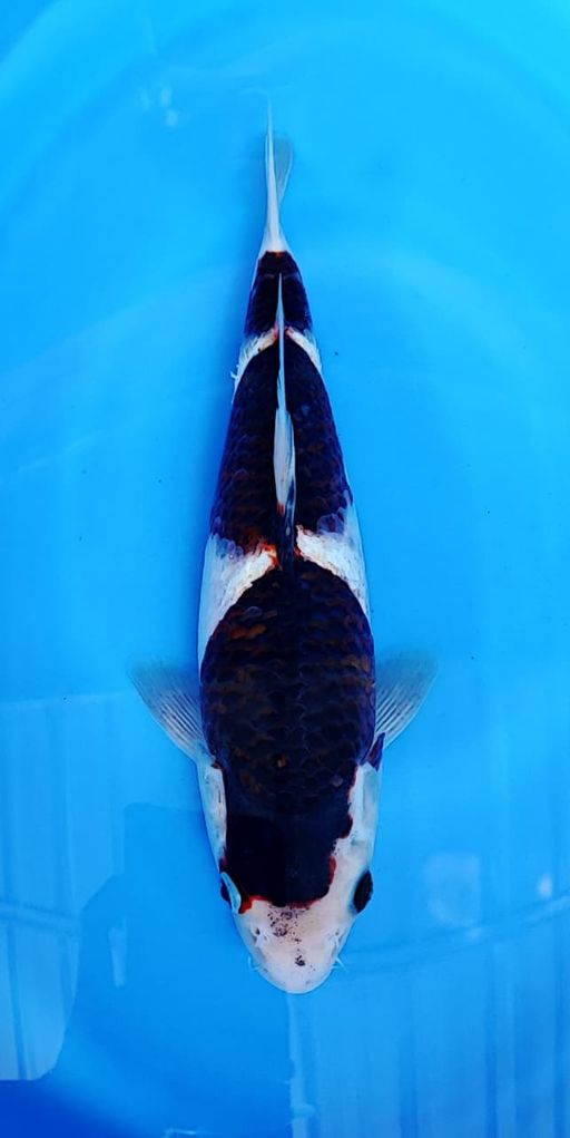 BUDHO GOROMO 3 STEP SUPER QUALITY 30cm