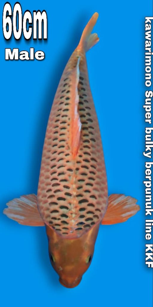 HQ SUPERBULKY JUMBO AKA MATSUBA GOOD BODY SHAPE LINE KKF JANTAN 60cm