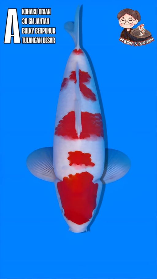 GONDAN KOHAKU ORIGINAL PATTERN BENI MERAH PANGKAL EKOR GEDE BODINYA BAGUSBULKY PUNUK EKSTREM CALON JUMBO 38cm