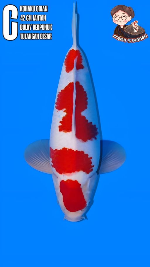 YONDAN KOHAKU TOP SKIN MULUS BENI MERAH SHINING BODY BAGUSBULKY BERPUNUK TULANGAN BESAR BAKAT JUMBO MEWAH 42cm