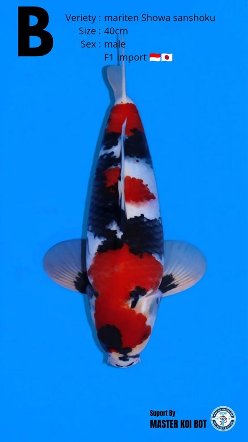 MARUTEN SHOWA 40cm