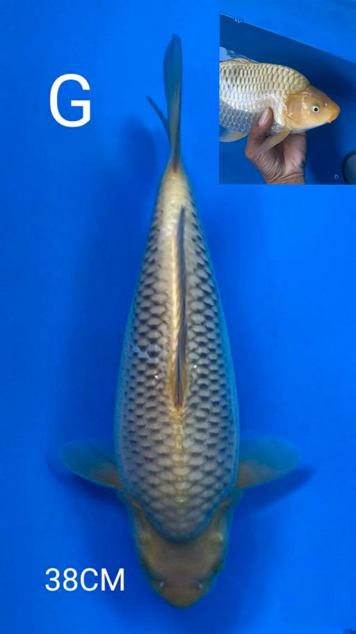 CAGOI PUNUK EKTRIM BODY SUPER TEBAL 37cm