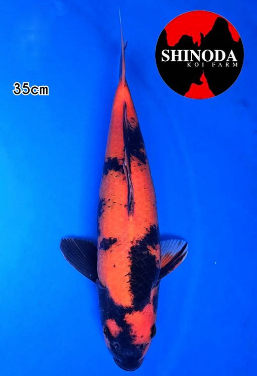 HIUTSURI SHINODA KOI FARM INCUDE SERTIFIKAT35cm