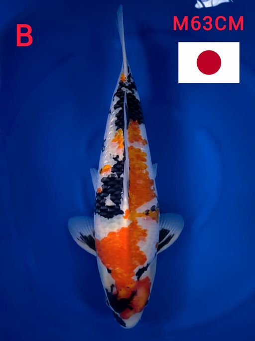SHOWA IMPORT ISA KOI FARM EX PENGHOBY SERTIFIKAT HILANG MALE 63cm