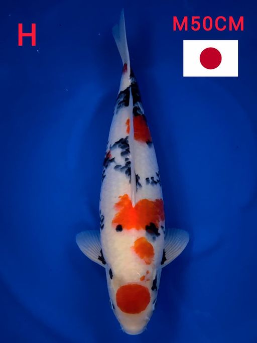 MARUTEN SHOWA TATEGOI IMPORT DHAINICHI TOYOTA EX PENGHOBY SERTIFIKAT HILANG MALE 50cm