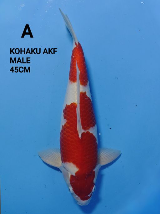 KOHAKU DEEP RED AKF KORBAN BNR 45cm