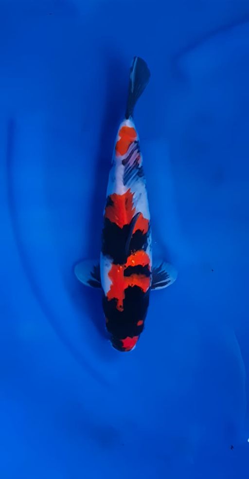 SHOWA JOS JIS BAKAT JUMBO 29cm