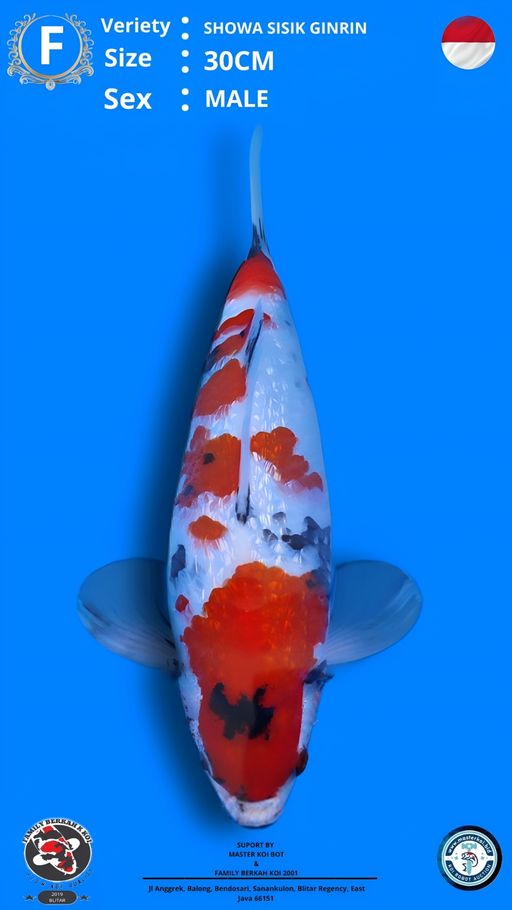 SHOWA SISIK GINRIN 30cm