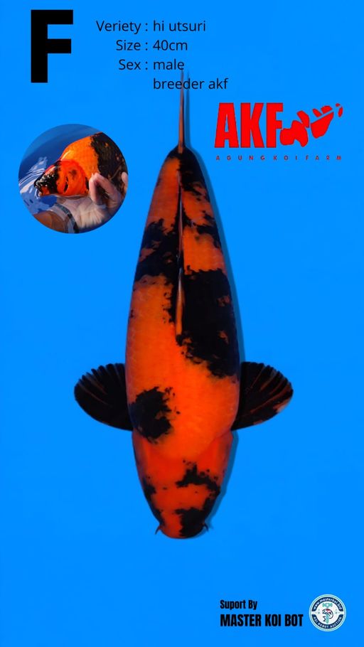 HI UTSURI AKF 40cm