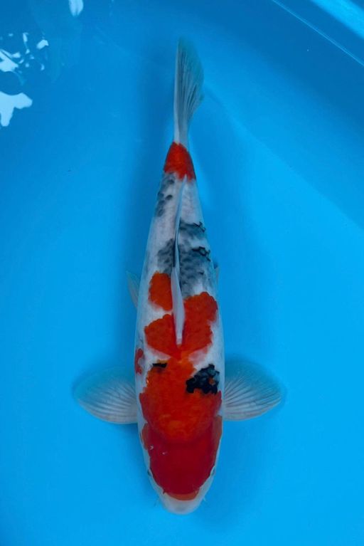 SHOWA 38cm