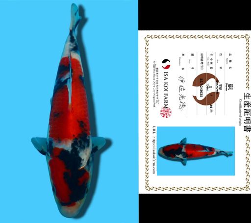 SHOWA ISA KOI FARM 23cm