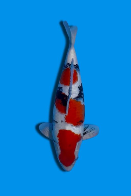 SHOWA 48cm