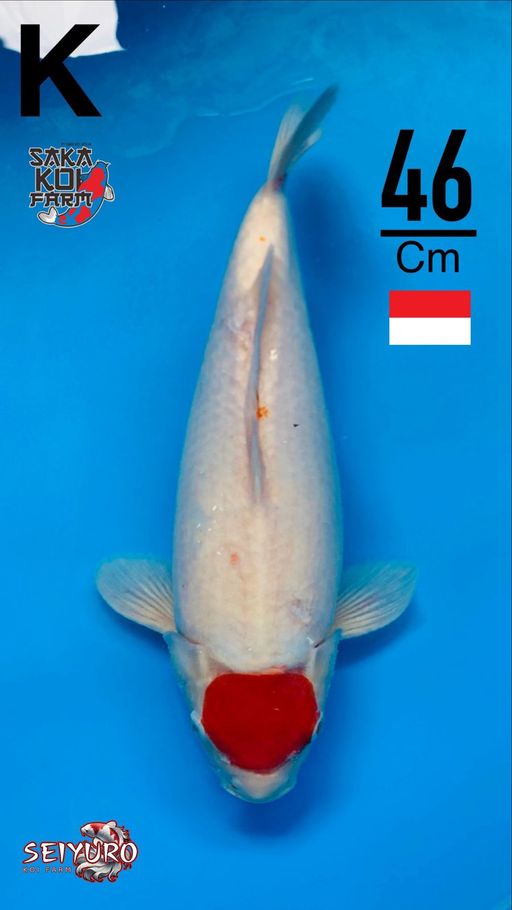 SQ SPESIAL TANCO KOHAKUBULKY CAKEP IKAN SULTAN BY SAKA KOI FARM GAS BOSKU46cm