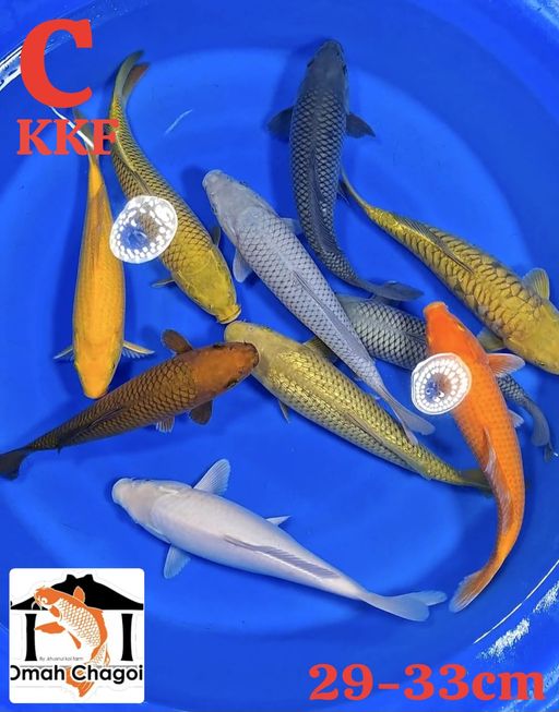 PAKET MIX 10 EKOR KHUSNULKOI 2933cm