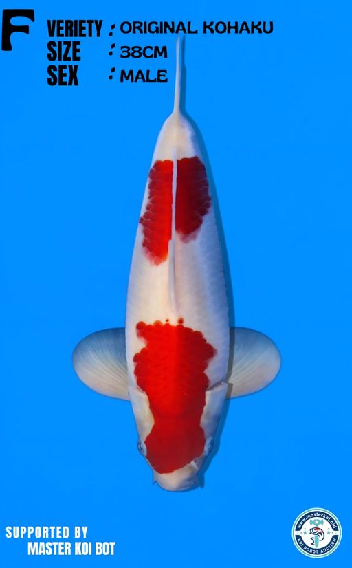 KOHAKU ORIGINAL 38cm