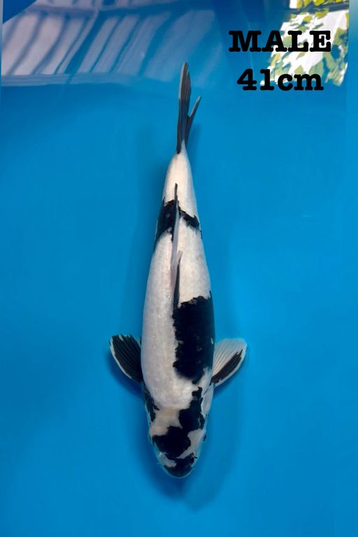 SHIRO HQ 41cm