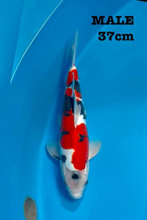 SHOWA DOITSU MURNI 41cm