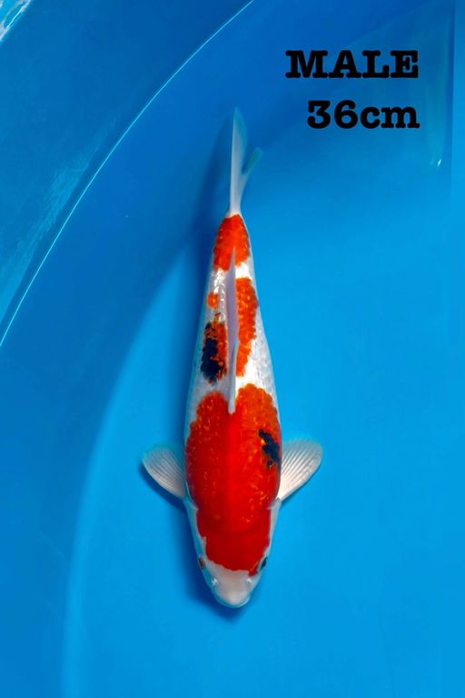 SANKE GINRIN BAHAN KEEP SQ 36cm