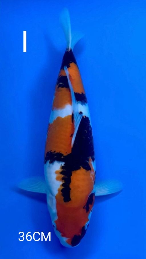 QUALITY SHOWA 36cm