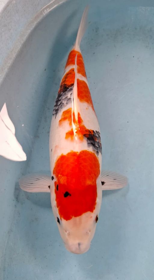 SHOWA 46cm