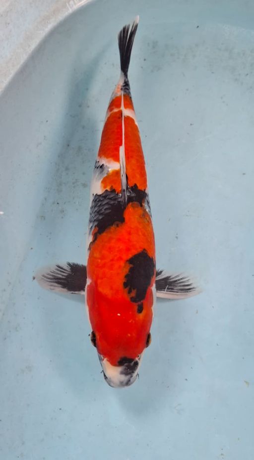 SHOWA 40cm