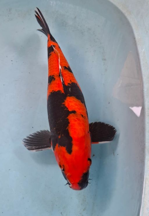 HI SHOWA 43cm