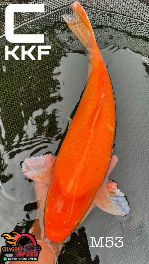 RED KARASI KKF JANTAN 53cm