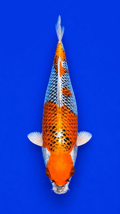 KUJAKU ISTIMEWA 35cm