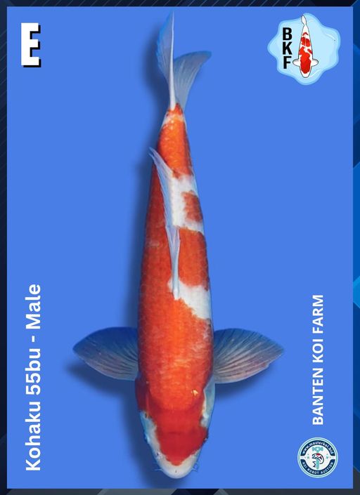 KOHAKU 55BU