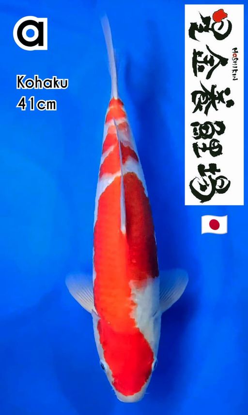 KOHAKU HOSIKIN KOI FARM JEPANG MALE 42cm