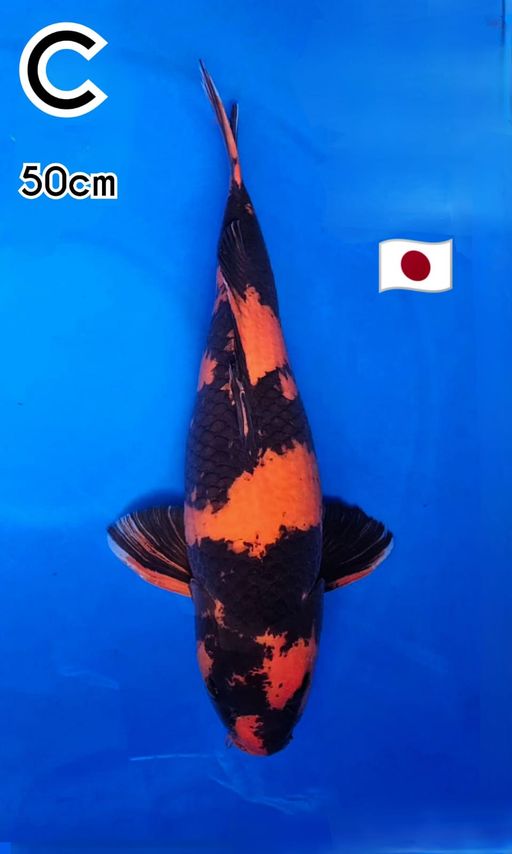 HIUTSURI MIN BADAN TIDAK SIMETRIS 50cm