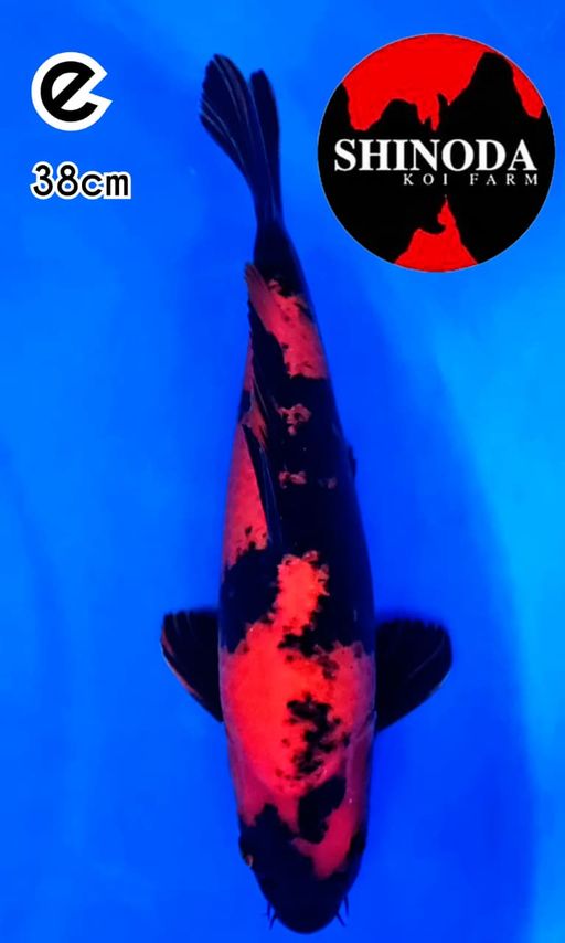 HIUTSURI SHINODA KOI FARM 38cm