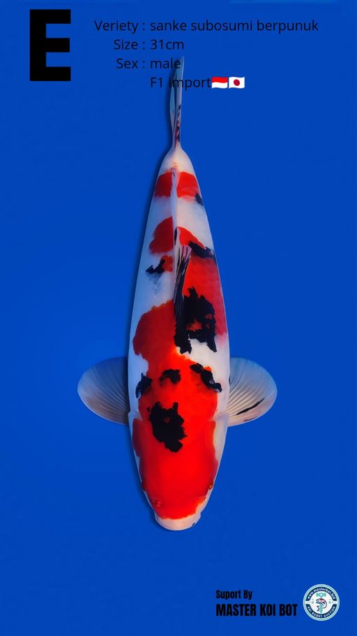 SANKE BERPUNUK HQ 31cm