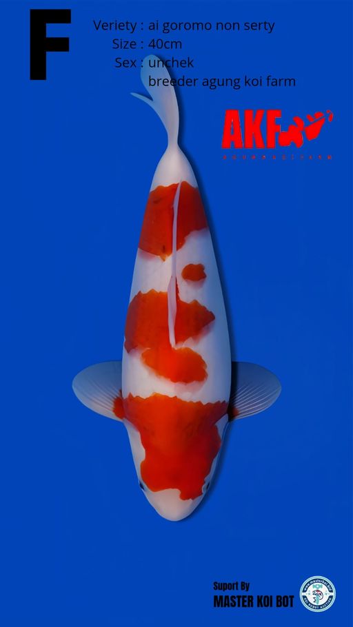 AI GOROMO RARE 40cm