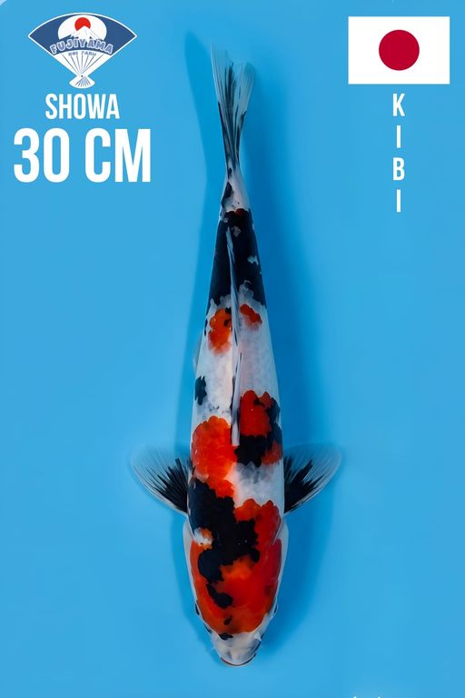 SHOWA TATEGOI IMPORT KIBI KOI FARM DOB 2025 30cm