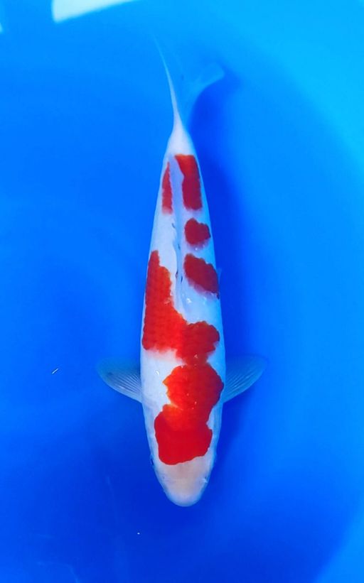 KOHAKU F1 GOOD SKIN 37cm
