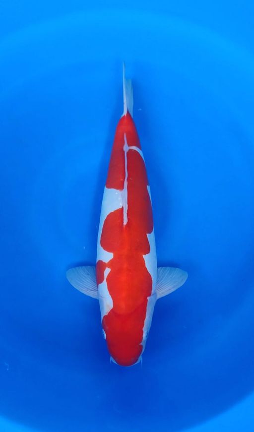 KOHAKU DOITSU INAZUMA 40cm