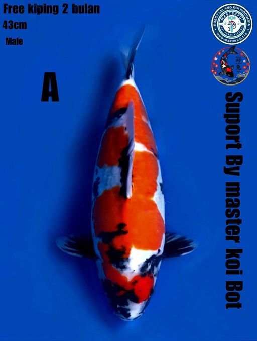 SHOWA DOITSU TATEGOI ORI F1 SHINODA FREE KIPING 2BULAN MALE 43cm