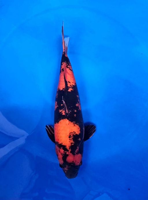 HIUTSURI SHINODA KOI FARM INCLUDE SERTIFIKATFEMALE 57cm