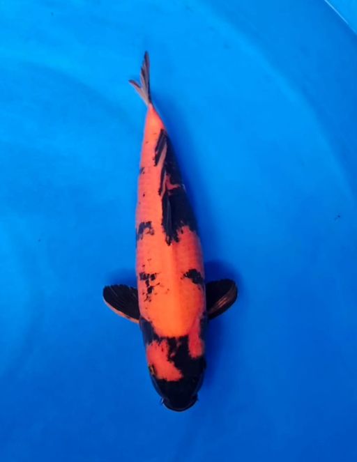 HIUTSURI SHINODA KOI FARM INCLUDE SERTIFIKAT38cm