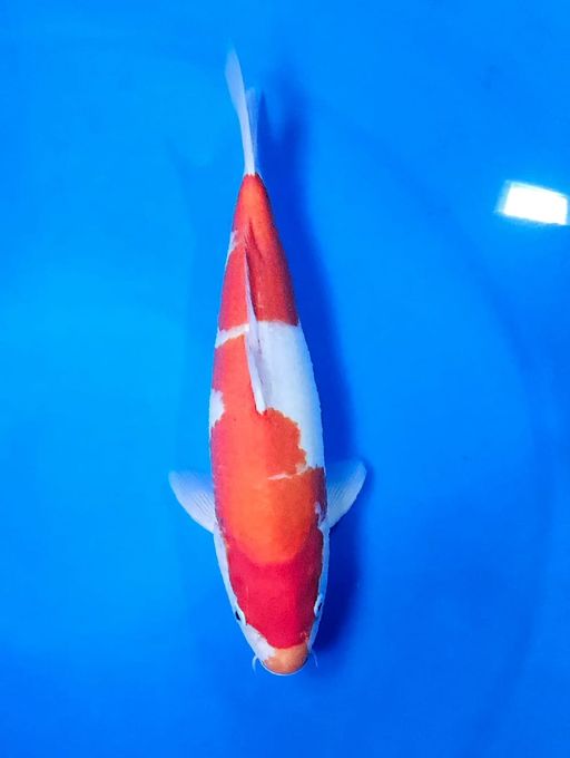KOHAKU HOSIKIN KOI FARM INCLUDE SERTIFIKAT38cm