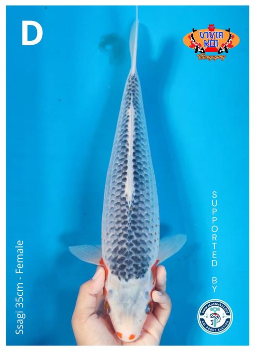 SSAGI 35cm