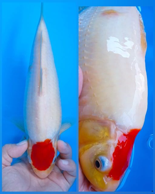 TC KOHAKU SAKA KOI ORIGINAL 26cm